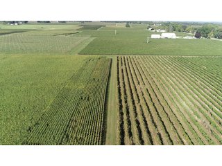 Van Buren County, Michigan Farmland - LAND AUCTION - 300+/- ACRES SPECIALTY CROP - GRAPES AND HOPS - OFFERED IN 8 TRACTS IN VAN BUREN COUNTY, MICHIGAN